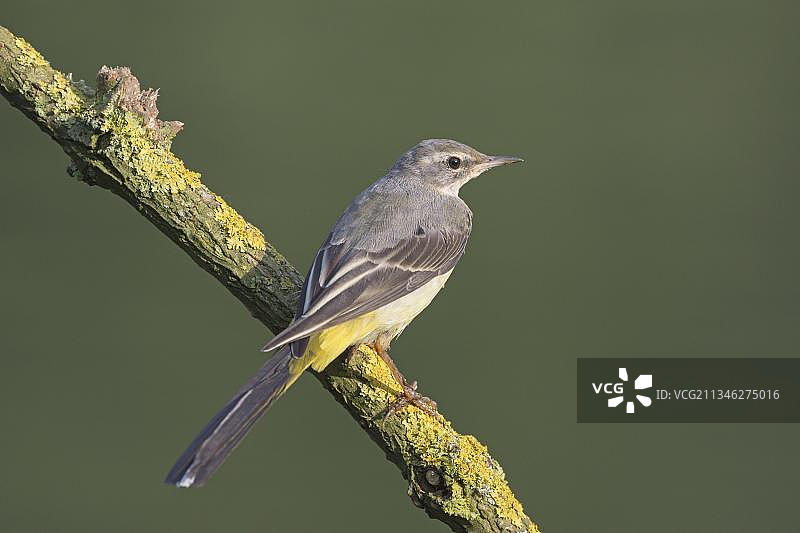德国黑森州迈斯纳-考丰格森林自然公园内的山鹡鸰图片素材