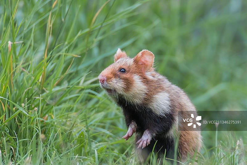 欧洲仓鼠图片素材