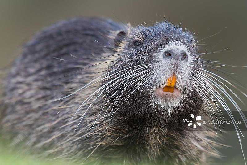 海狸鼠图片素材