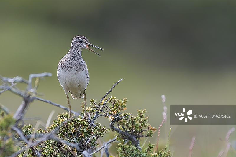 木沙皮珀（特林加眩光）图片素材