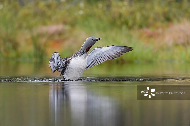 红喉潜鸟图片素材