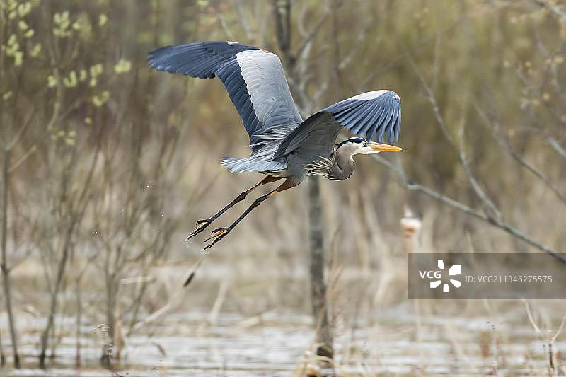 加拿大魁北克省莫里斯国家公园飞行中的大蓝鹭图片素材