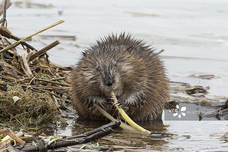 北美加拿大魁北克省拉诺迪耶尔地区的麝鼠图片素材