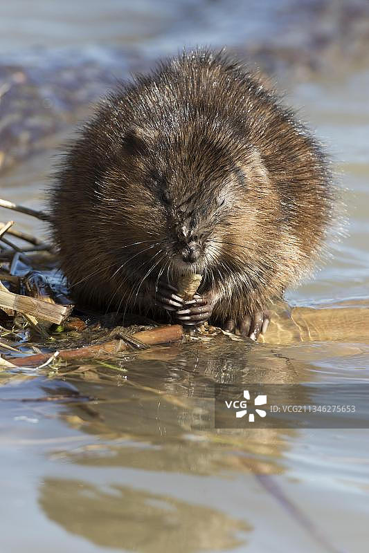 加拿大魁北克省拉诺迪耶尔地区的麝鼠图片素材