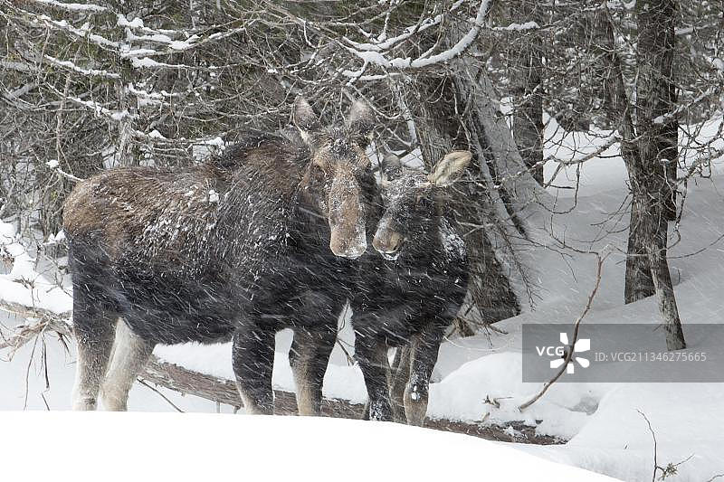 加拿大魁北克加斯佩西国家公园暴风雪中的十个月大的驼鹿和母驼鹿图片素材