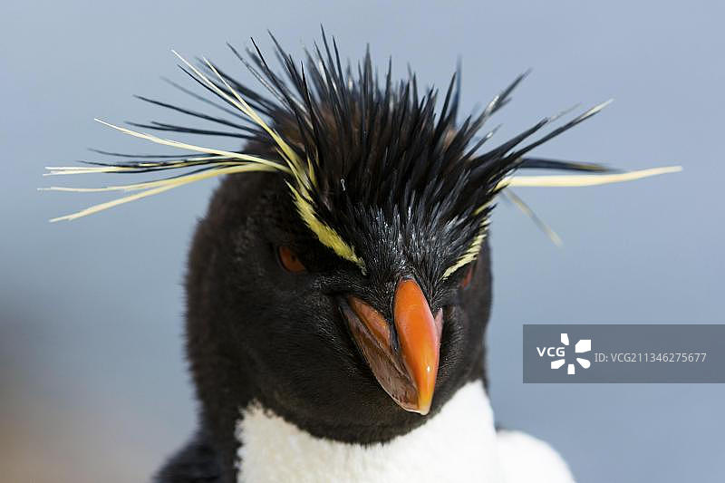 Saunders岛摇滚跳跃企鹅，福克兰群岛，英国，南美洲图片素材