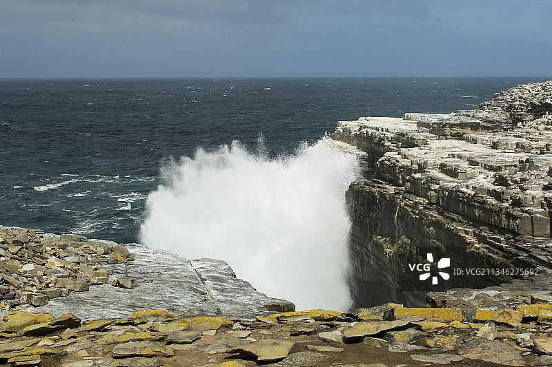 海狮岛，福克兰群岛，英国，南美洲图片素材