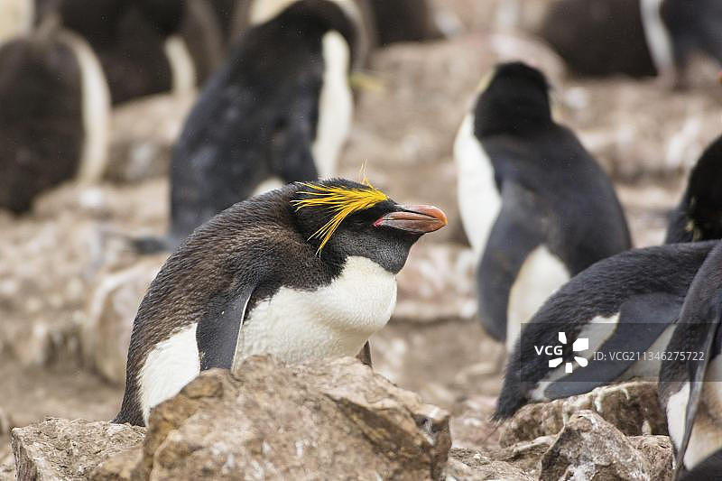 桑德斯岛，金冠企鹅，福克兰群岛，英国，南美洲图片素材