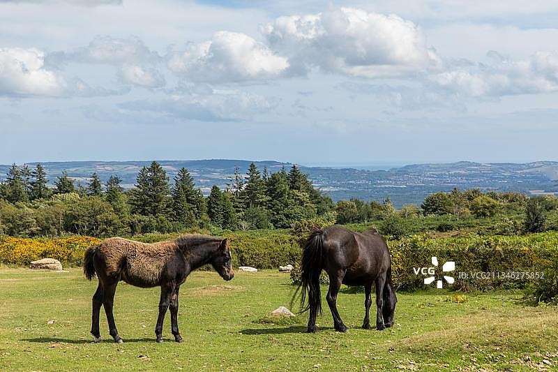 达特穆尔矮种马，海托岩，达特穆尔国家公园，德文郡，英国，欧洲图片素材