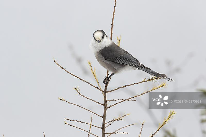 欧亚松鸦，2019年加拿大国鸟，加拿大魁北克加斯佩斯蒂纳国家公园，北美洲图片素材