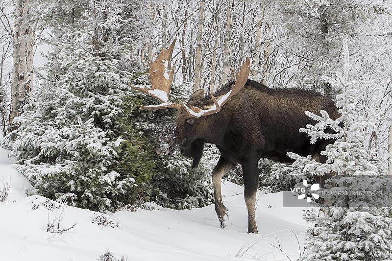 在深秋时节以香脂冷杉为食的优势麋鹿，位于加拿大魁北克省加斯佩斯廷国家公园，北美洲图片素材