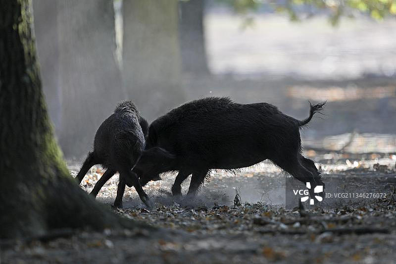 圈养状态下的野猪（Sus scrofa）打斗场景图片素材