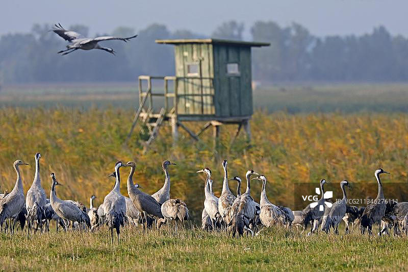 德国国家公园野生鹤群图片素材