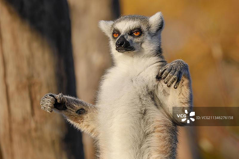 圈养的环尾狐猴图片素材