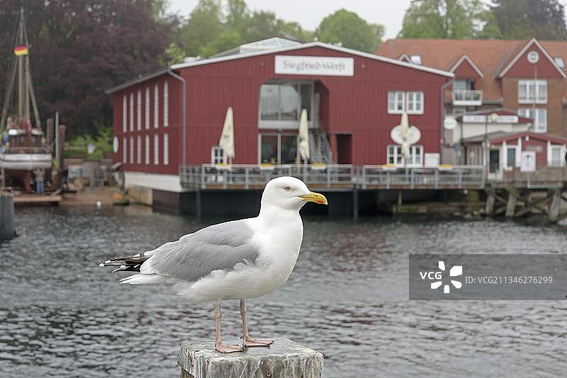 欧洲德国石勒苏益格-荷尔斯泰因埃克尔恩弗德港和银鸥图片素材