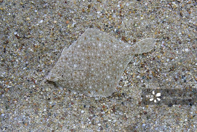 欧洲鲽鱼图片素材