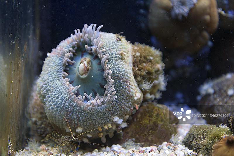 海葵大丽花（海葵），德国石勒苏益格-荷尔斯泰因州图片素材