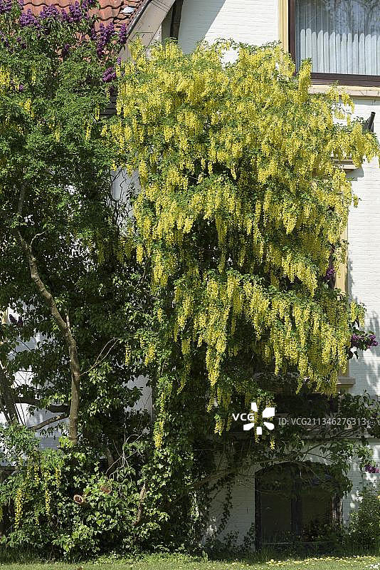 金链花图片素材