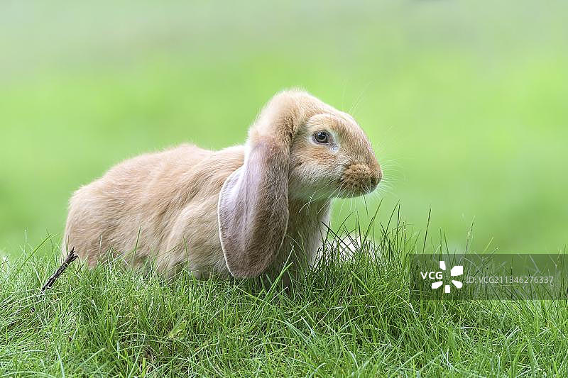 迈森洛普图片素材