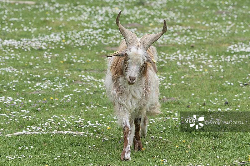 吉尔真塔纳山羊图片素材