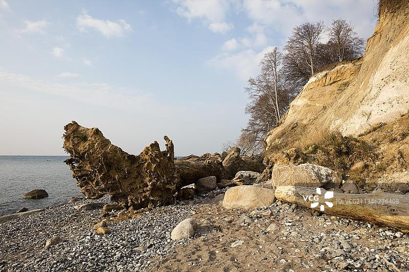 朽木，海岸，亚斯蒙德国家公园，吕根岛，德国梅克伦堡-前波美拉尼亚州图片素材