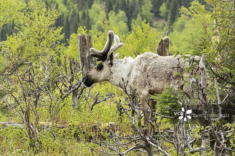 北美驯鹿，林地驯鹿，雄性，加拿大魁北克加斯佩西国家公园，北美洲图片素材