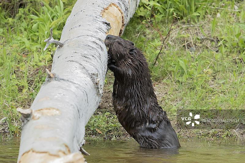 加拿大河狸：啃咬桦树皮的美洲河狸图片素材