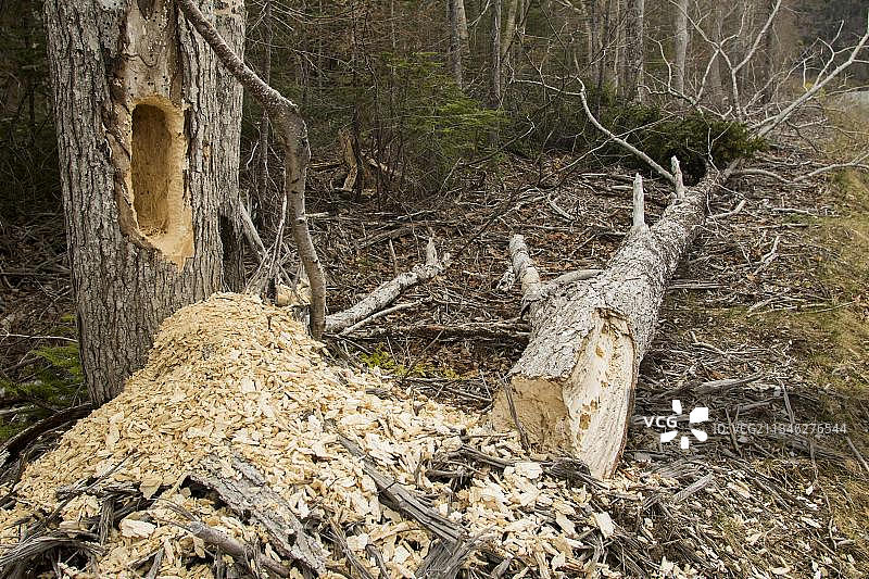 啄木鸟觅食的枯树，加拿大魁北克弗里隆国家公园图片素材