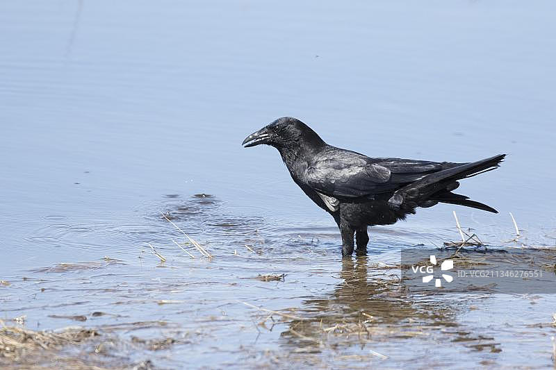 美洲乌鸦与鸣禽图片素材