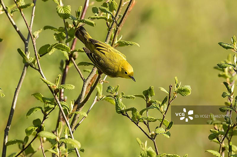 加拿大魁北克弗里隆国家公园的黄森莺图片素材