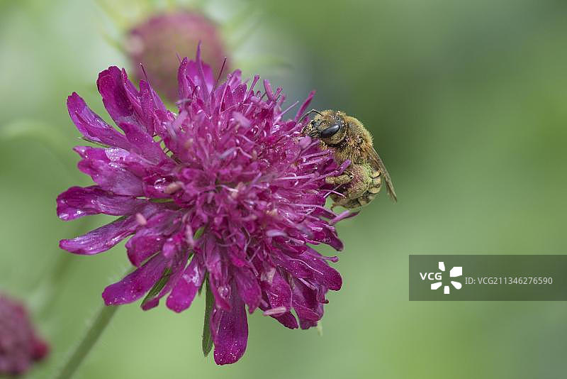 盗汗蜂（Halictus scabiosae）(Scabiosa) 蓝盆花，弗劳-霍勒-兰自然公园，下萨克森州，德国，欧洲图片素材