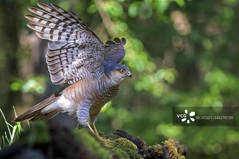 雀鹰在匈牙利基什孔绍格国家公园的森林中捕猎图片素材