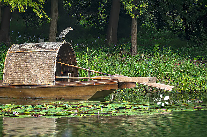 夜鹭坐船头图片素材