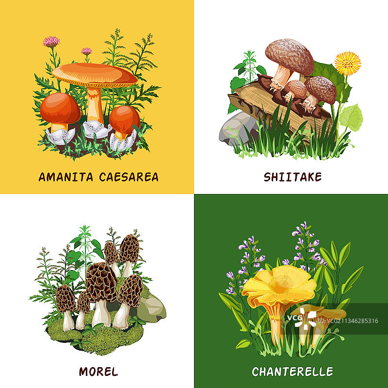 野生蘑菇2x2设计概念图片素材