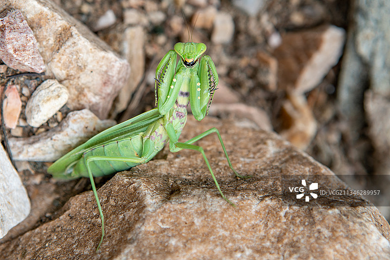 夏天昆虫螳螂特写图片素材