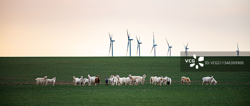 内蒙古苏尼特右旗草原风光图片素材