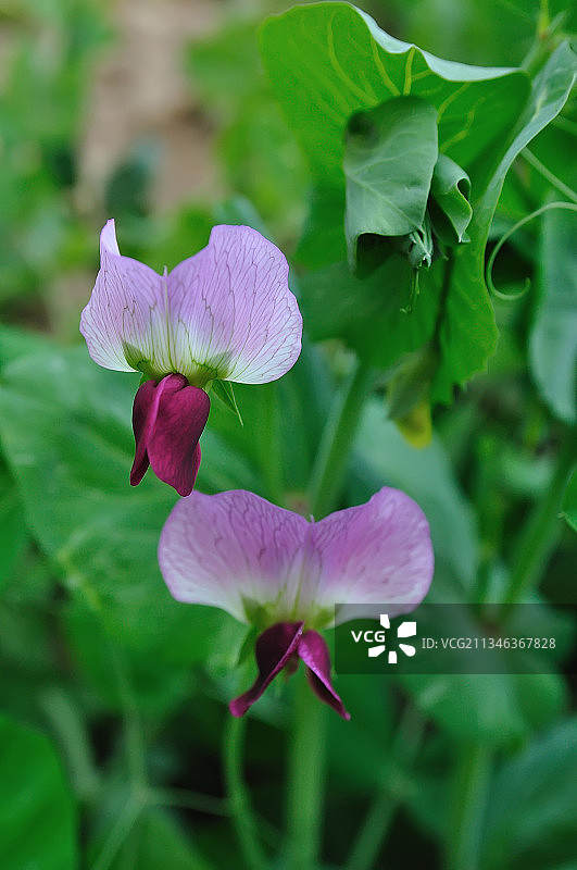 豌豆花图片素材