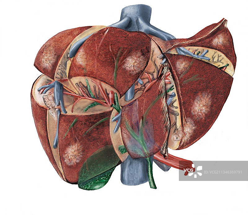 肝脏解剖艺术图图片素材