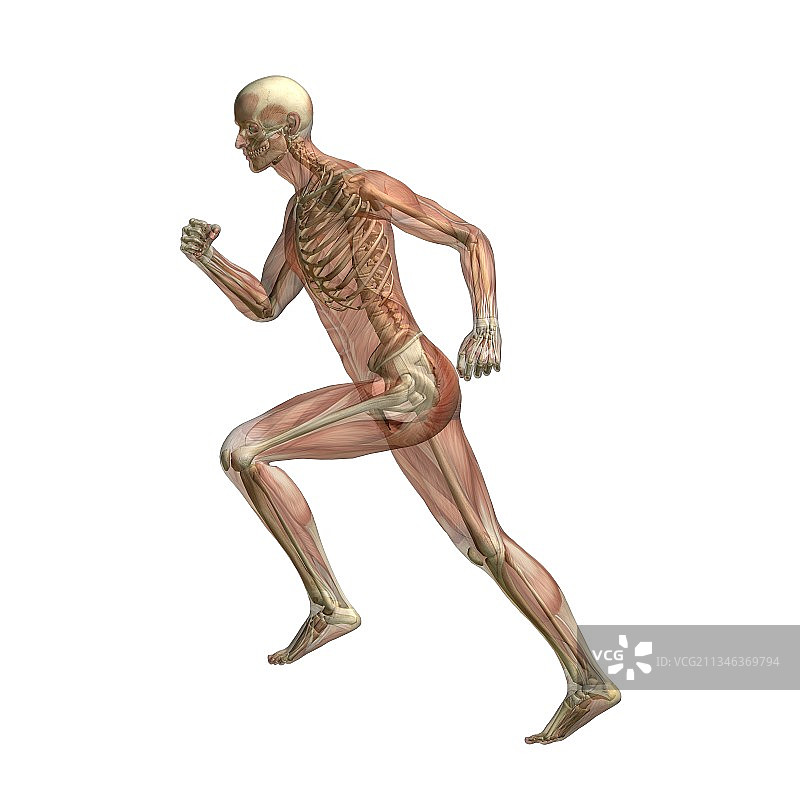 跑步者身体构造，艺术作品图片素材