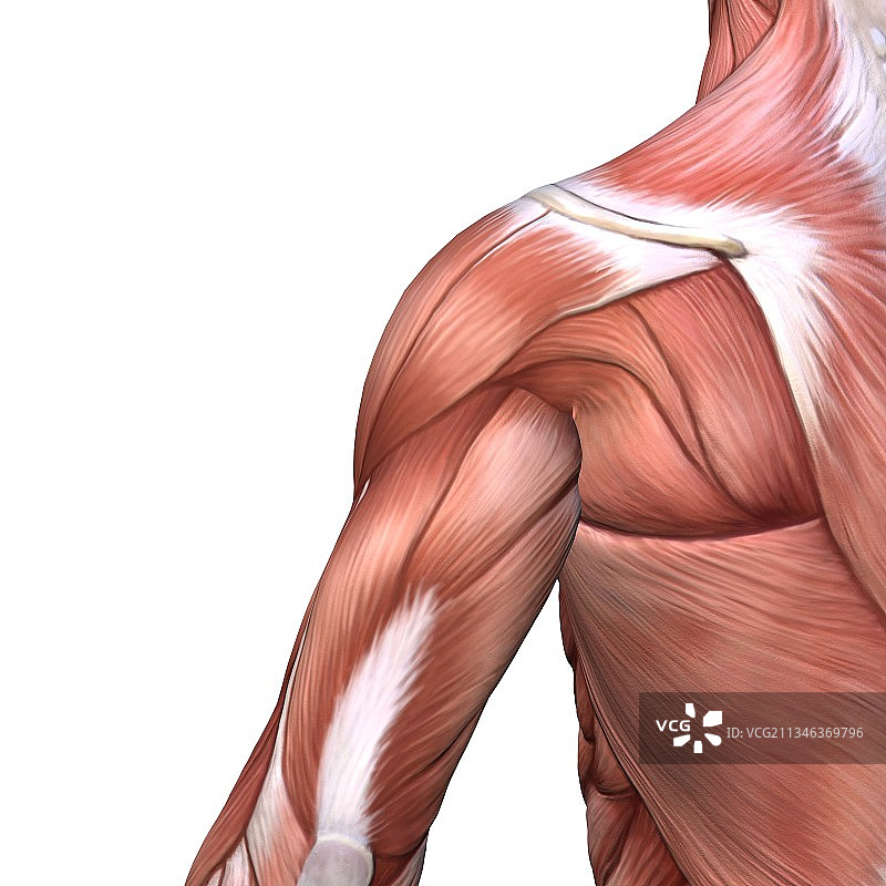 肩部和背部肌肉艺术图图片素材