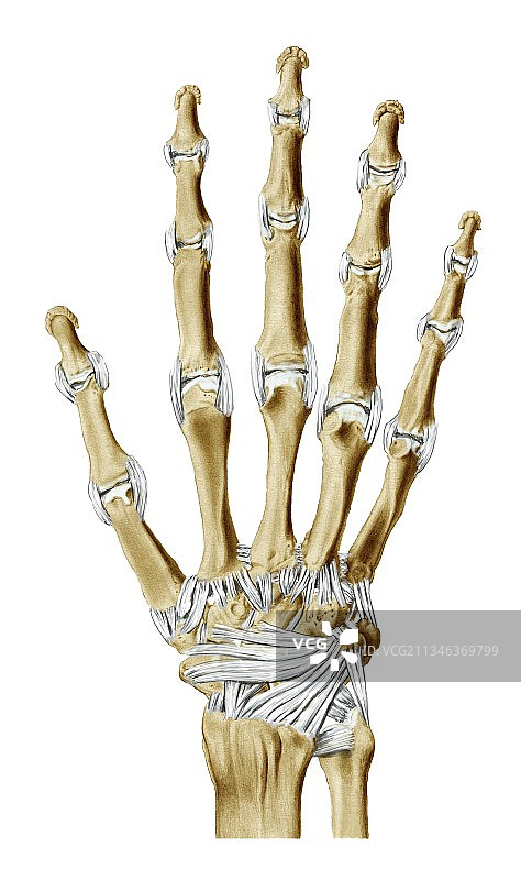 手部骨骼和韧带结构图图片素材