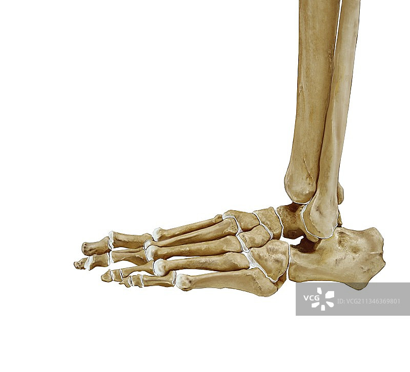 足部骨骼和软骨艺术图图片素材