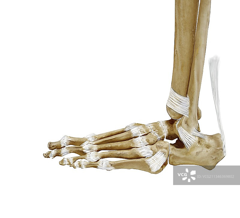 足部骨骼和韧带图片素材