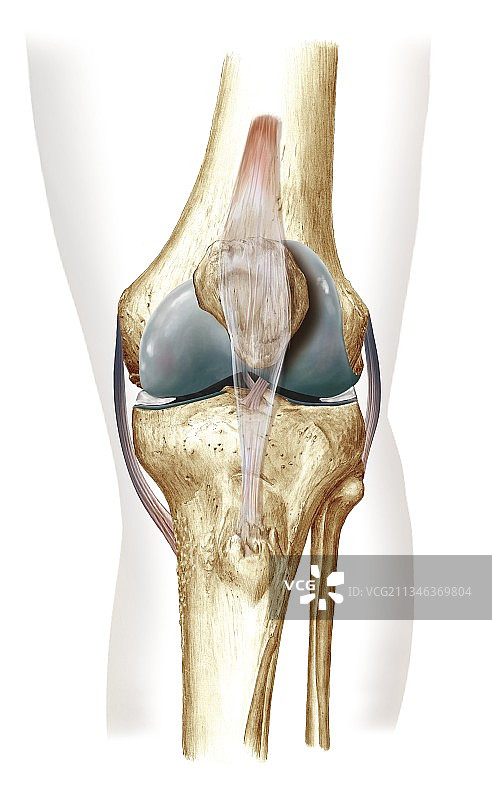 膝盖骨骼和韧带结构图图片素材