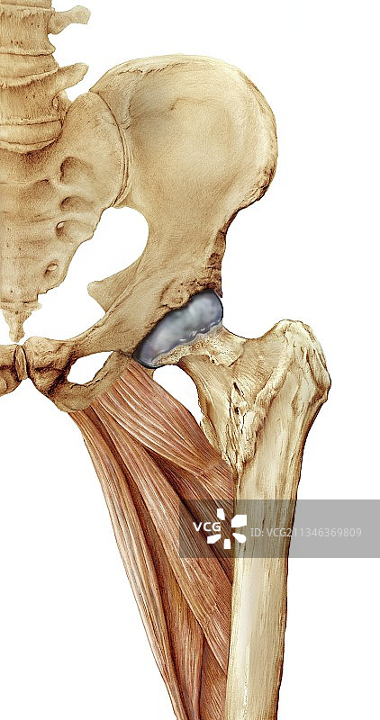 髋骨和大腿肌肉艺术图图片素材