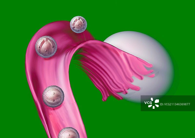 排卵，艺术作品图片素材
