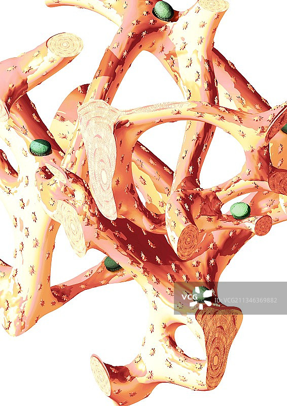 骨骼结构艺术图图片素材