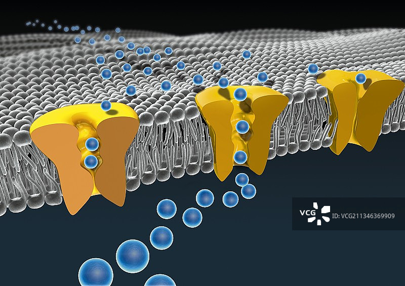 细胞膜离子通道图片素材