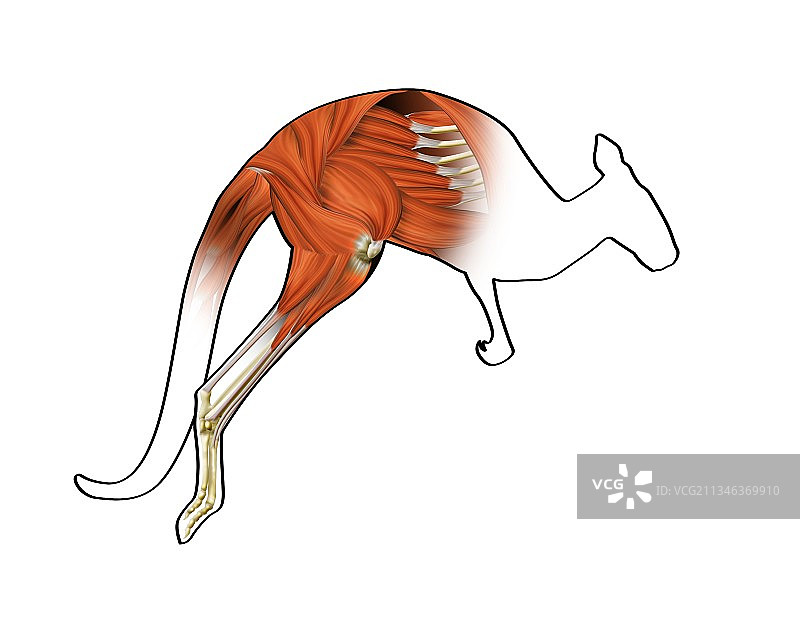 袋鼠肌肉结构艺术图图片素材