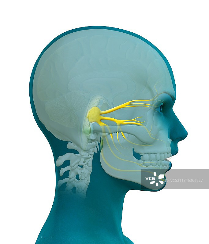 三叉神经艺术图图片素材